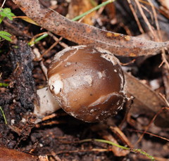 Amanita grisella
