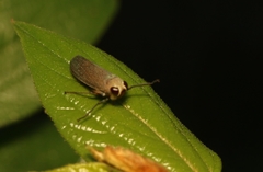 Calodia kirkaldyi