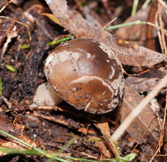 Amanita grisella