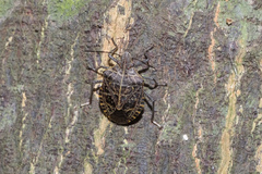 Cappaea taprobanensis