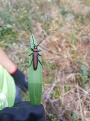 Aromia moschata ambrosiaca