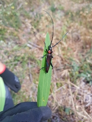 Aromia moschata ambrosiaca