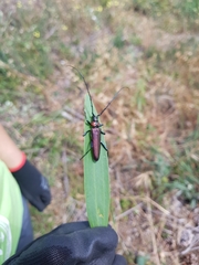 Aromia moschata ambrosiaca