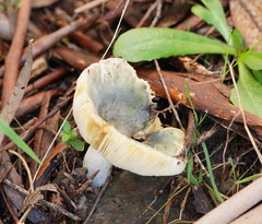 Russula viridis