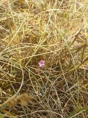 Erodium cicutarium dunense