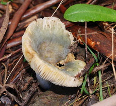 Russula viridis