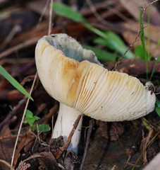 Russula viridis