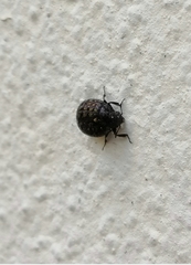 Coleoptera