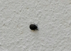 Coleoptera