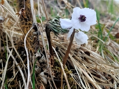 Actaea vaginata