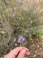 Bituminaria