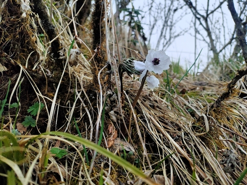 Actaea vaginata, photograph 1