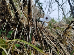 Actaea vaginata