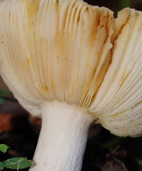 Russula viridis