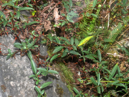 Image of Zanthoxylum acanthopodium by (c) Jacy Chen, some rights reserved (CC BY)