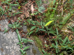 Zanthoxylum acanthopodium, photograph (c) Jacy Chen, some rights reserved (CC BY)