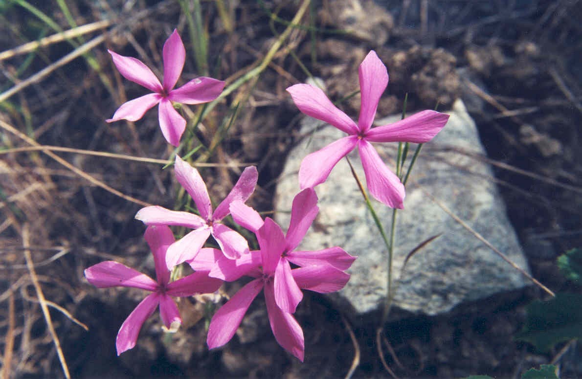 Phlox colubrina