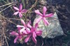 Snake River Phlox - Photo (c) mhays, some rights reserved (CC BY-NC), uploaded by mhays
