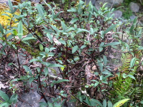 Zanthoxylum acanthopodium, photograph 3