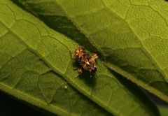 Pempherulus affinis