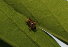 Pempherulus affinis