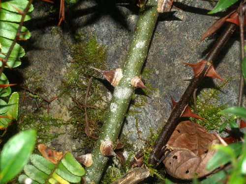 Zanthoxylum acanthopodium, photograph 2