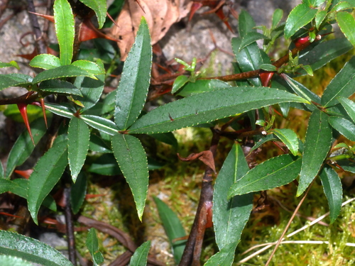 Andaliman (Zanthoxylum acanthopodium)