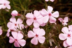 Phlox viscida