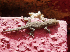 Mediodactylus kotschyi