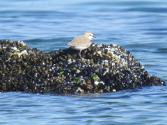 Charadrius alexandrinus