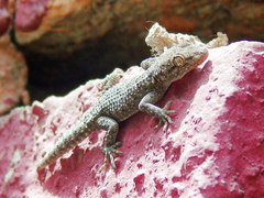 Mediodactylus kotschyi