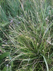Carex divulsa divulsa