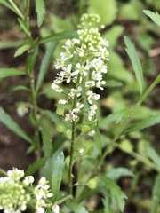 Thlaspi arvense