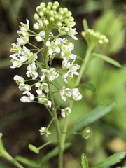 Thlaspi arvense