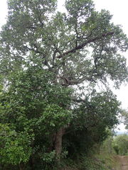 Sideroxylon inerme inerme