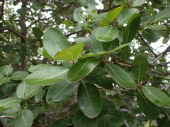 Sideroxylon inerme inerme
