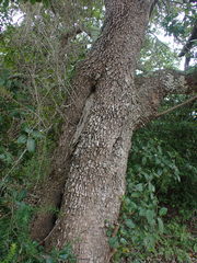 Sideroxylon inerme inerme