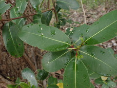 Sideroxylon inerme inerme