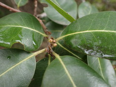 Sideroxylon inerme inerme