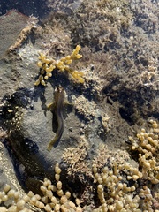 Parablennius laticlavius