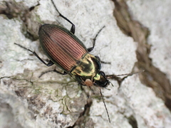 Poecilus versicolor