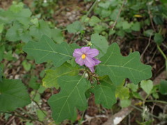Solanum linnaeanum