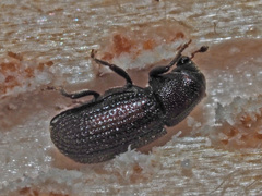 Hylurgops palliatus