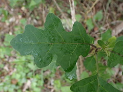 Solanum linnaeanum