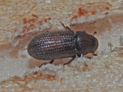 Hylurgops palliatus