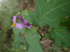 Solanum linnaeanum