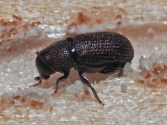 Hylurgops palliatus