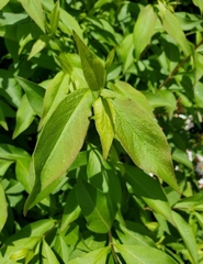 Zabelia mosanensis