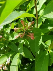 Zabelia mosanensis