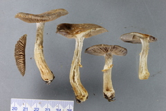 Cortinarius meleagris